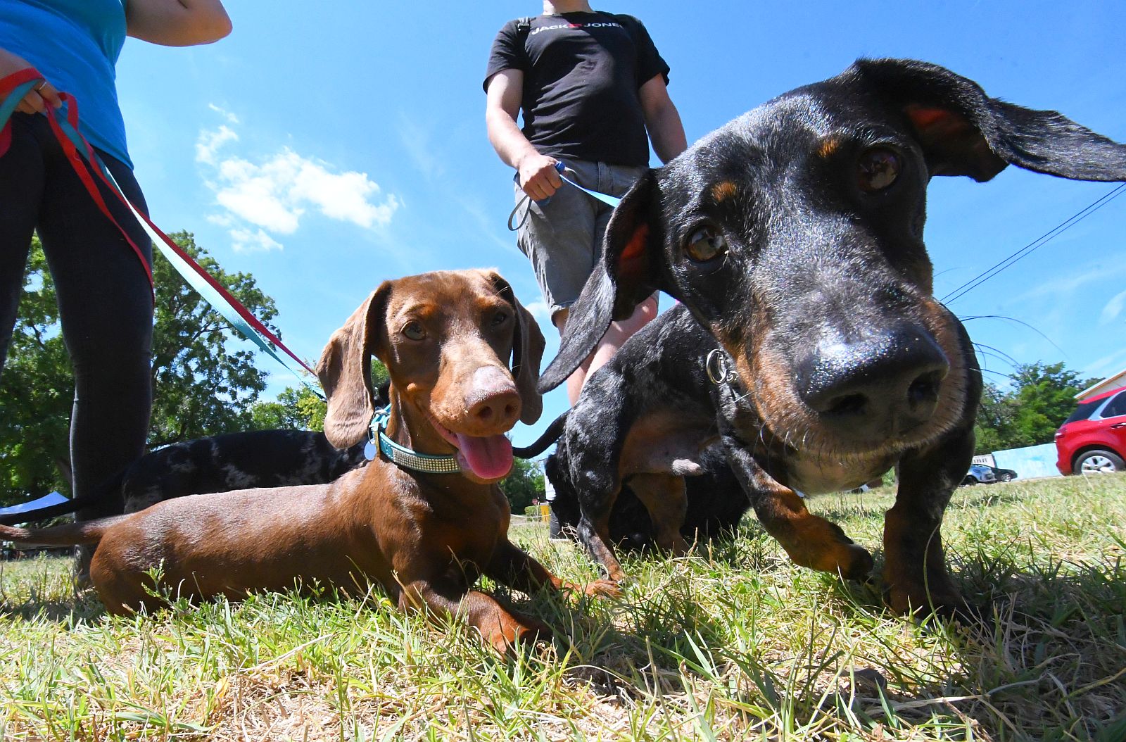 Ezek a kutyatartás szabályai 2026-ban Magyarországon - szabályok, kötelezettségek és bírságok